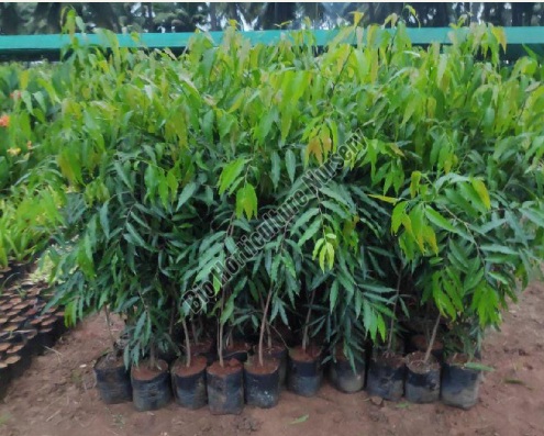 Tree Plant